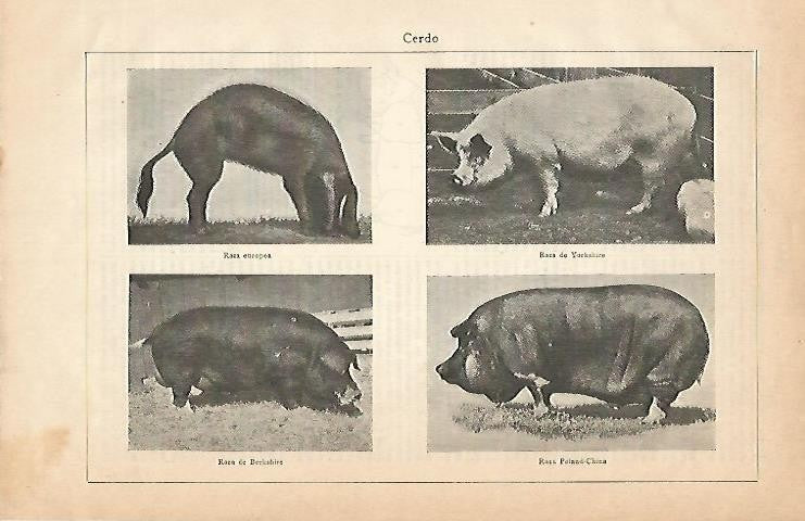 LAMINA ESPASA 2900: Tipos de cerdo