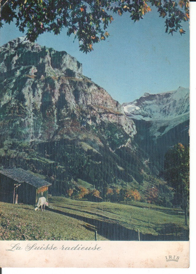 Postal 016832: GIRNDEIWALD - Alpage de la Region