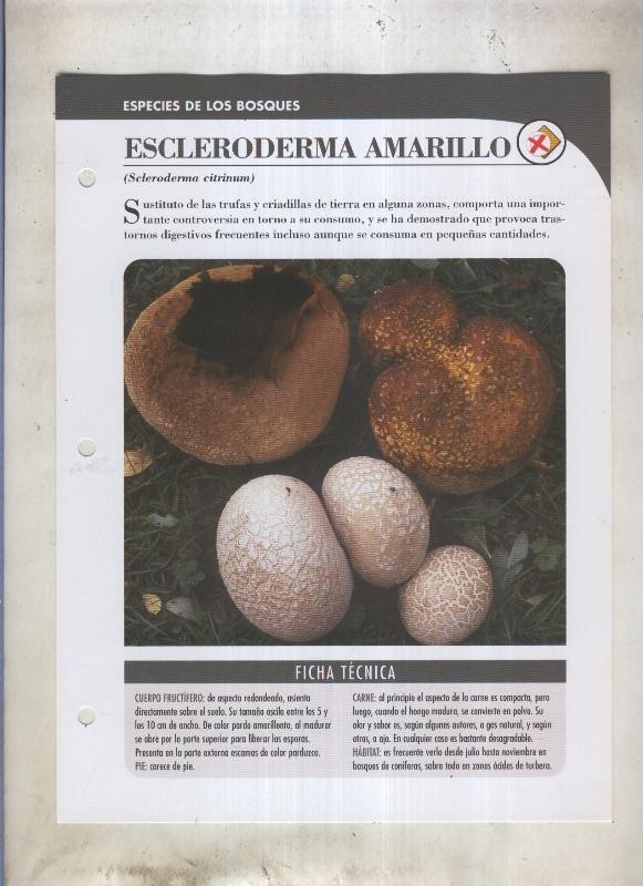 Bolets ficha 024: Escleroderma amarillo (Seleroderma citrinum)