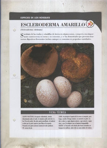 Bolets ficha 024: Escleroderma amarillo (Seleroderma citrinum)