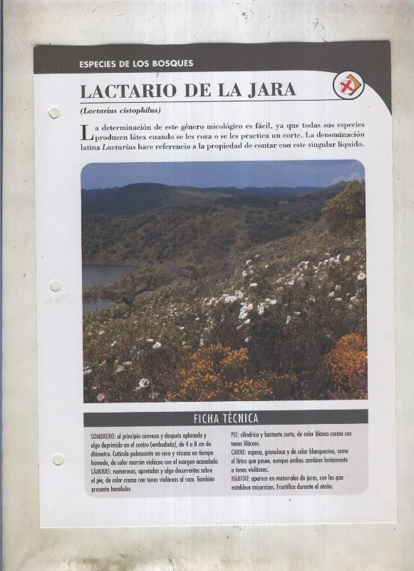Bolets ficha 055: Lactario de la jara (Lactarius cistophilus)