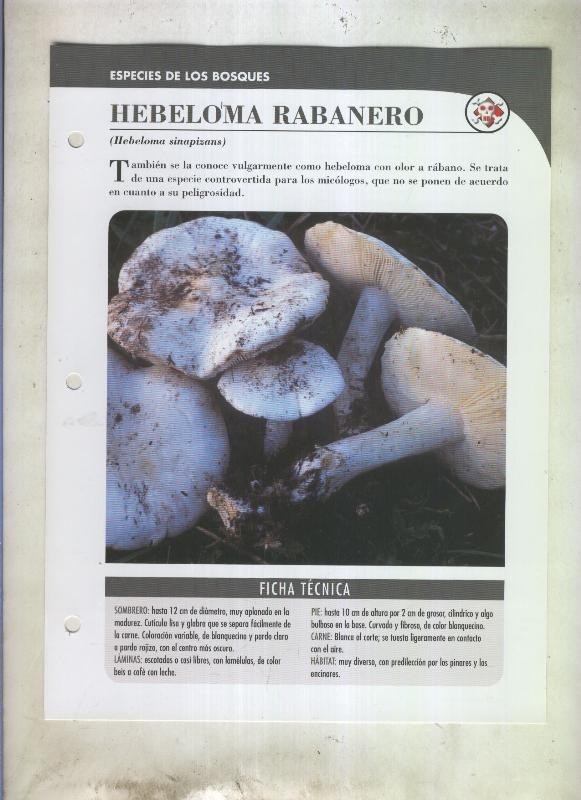 Bolets ficha 088: Hebeloma rabanero (Hebeloma sinapizans)