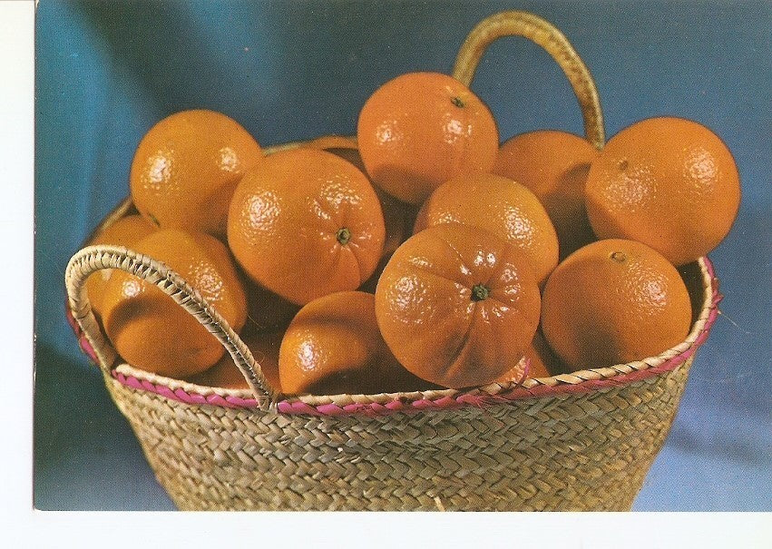 Postal 029284 : Valencia. Naranjas