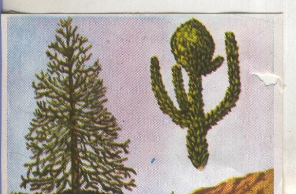 Cromos: Historia Natural numero 387