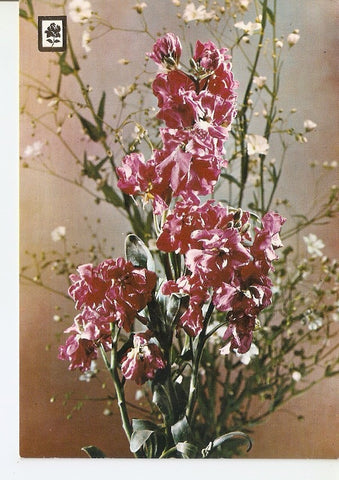 Postal 040037 : Coleccion de Flores