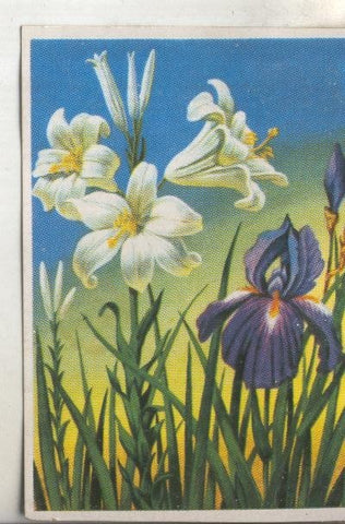 Cromos: Historia Natural numero 474