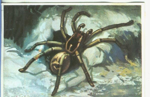Cromos: Historia Natural numero 139