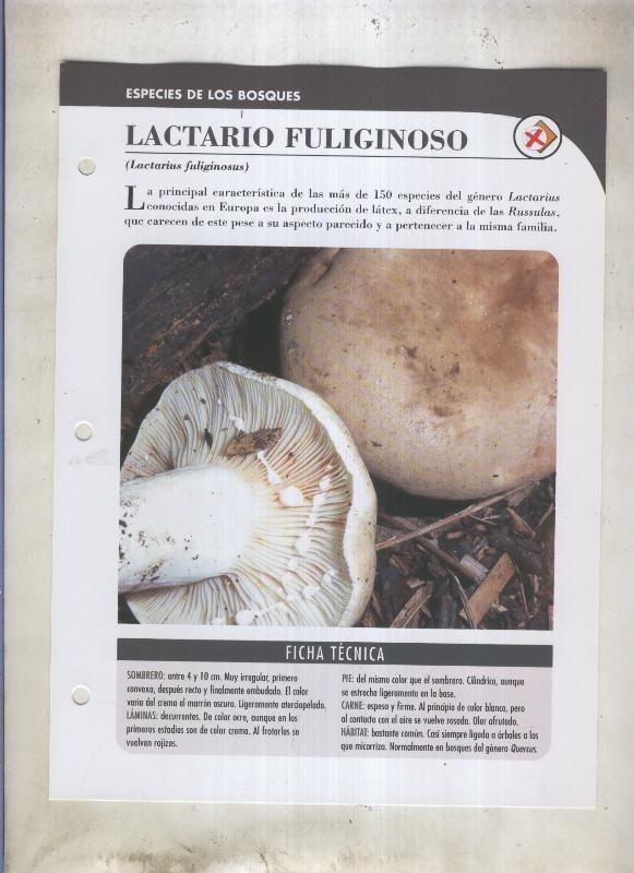 Bolets ficha 031: Lactario Fuliginoso (Lactarius fuliginosus)