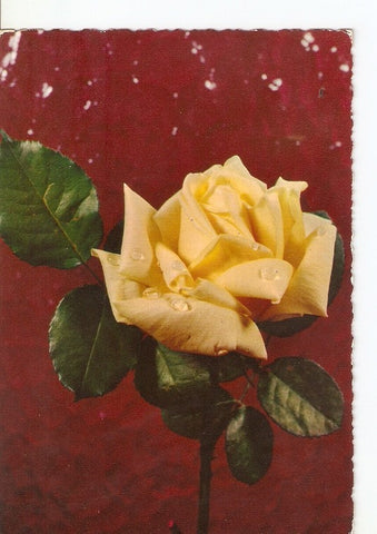 Postal 022397 : Flores