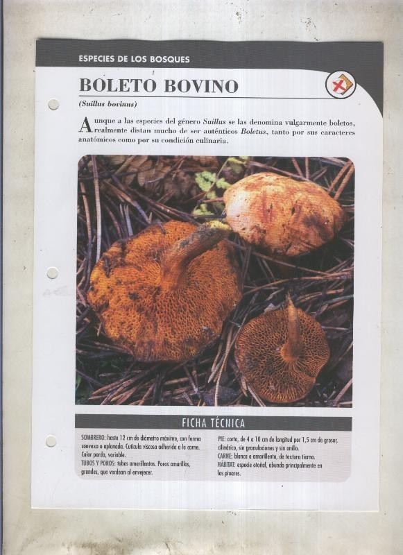Bolets ficha 058: Boleto bovino (suillus bovinus)