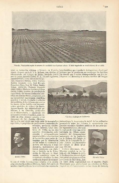 LAMINA ESPASA 4074: Viñedos