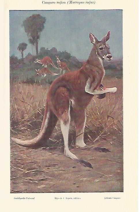 LAMINA ESPASA 4214: Canguro rojizo o Macripus rufus
