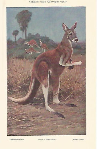 LAMINA ESPASA 4214: Canguro rojizo o Macripus rufus