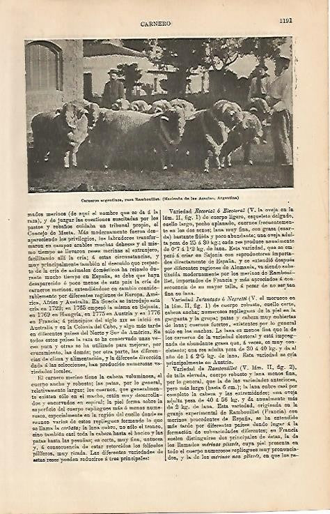 LAMINA ESPASA 4347: Carneros argentinos