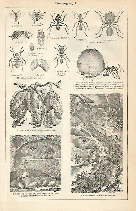 LAMINA ESPASA 4443: Hormigas