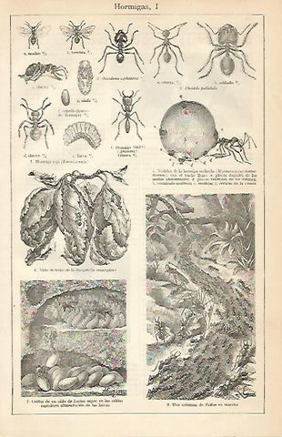 LAMINA ESPASA 4443: Hormigas