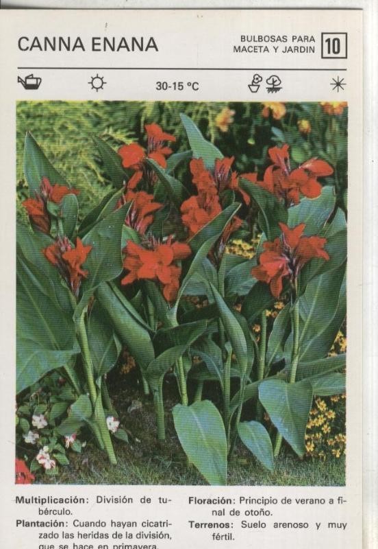 Postal-Ficha Jardineria numero 10: Canna Enana