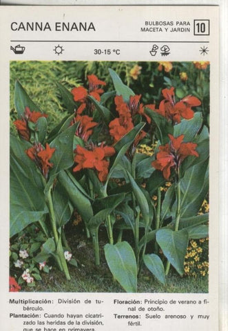 Postal-Ficha Jardineria numero 10: Canna Enana