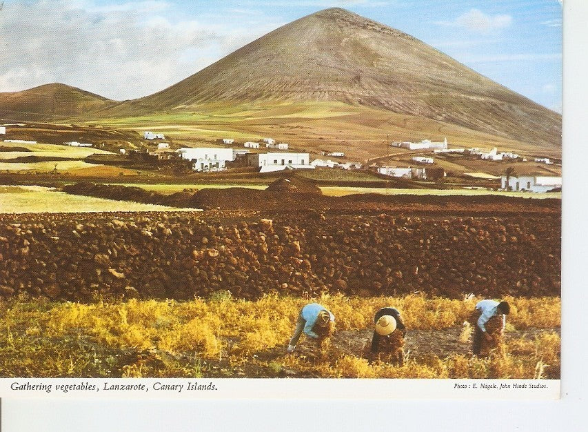 Postal 033222 : Gathering vegetables Lanzarote Canary Islands