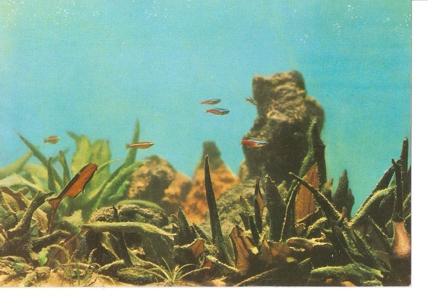 Postal 034907 : Aquarium de San Sebastian. Peces tropicales