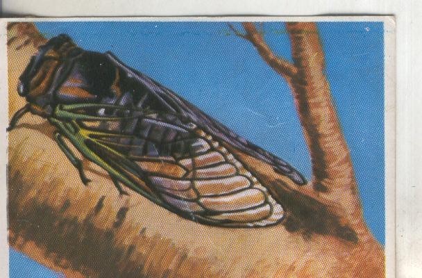 Cromos: Historia Natural numero 202