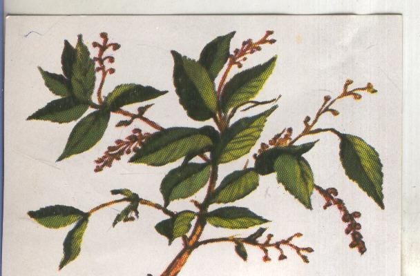 Cromos: Historia Natural numero 439