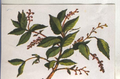 Cromos: Historia Natural numero 439