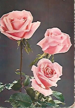 POSTAL 55895: Rosas