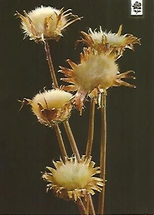 POSTAL 55923: Coleccion Flores Silvestres