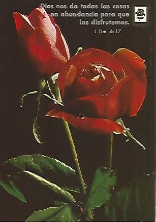 POSTAL 55964: Rosa