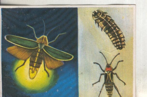 Cromos: Historia Natural numero 193