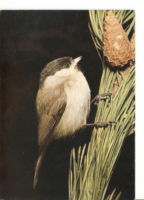 Postal 035151 : Nonnemeife (Parus Palustria)