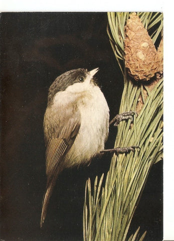 Postal 035151 : Nonnemeife (Parus Palustria)