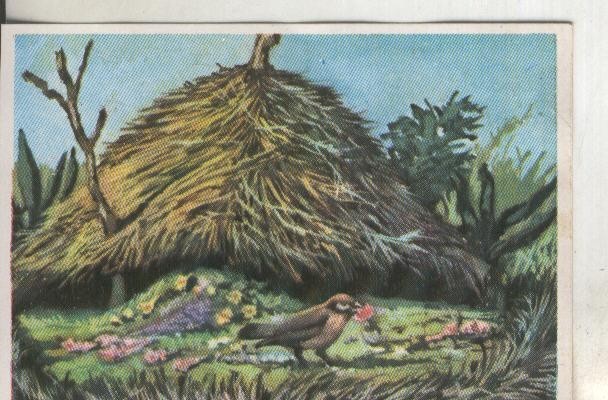 Cromos: Historia Natural numero 328