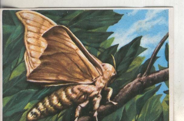 Cromos: Historia Natural numero 271