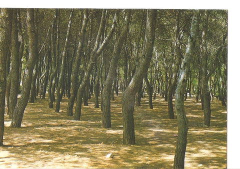 Postal 048109 : Valdepeñas. Arboleda del parque