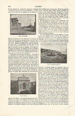 LAMINA ESPASA 8084: Acuario de Amsterdam de Brighton y de Roma