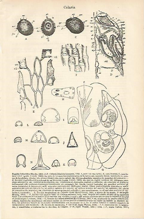 LAMINA ESPASA 8258: Familia Cellaridos Hincks de 1880