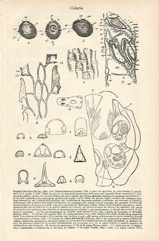 LAMINA ESPASA 8258: Familia Cellaridos Hincks de 1880