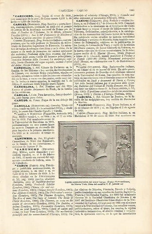 LAMINA ESPASA 8268: Lapida conmemorativa del tenor Caruso