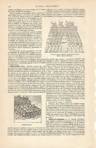 LAMINA ESPASA 8303: Testudo romana