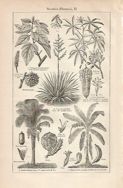 LAMINA ESPASA 8339: Plantas para realizar textiles