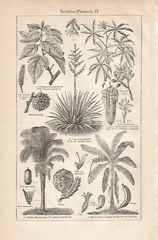 LAMINA ESPASA 8339: Plantas para realizar textiles