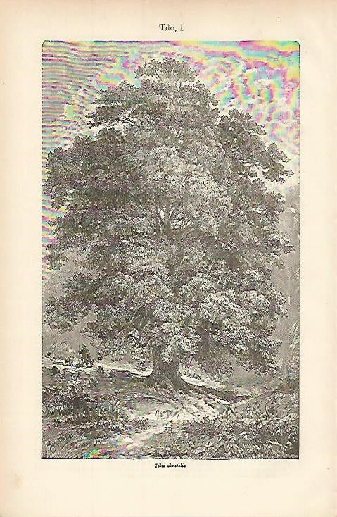 LAMINA ESPASA 8454: Tilia ulmifolia o Tilo