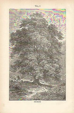 LAMINA ESPASA 8454: Tilia ulmifolia o Tilo