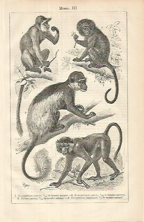 LAMINA ESPASA 8550: Especies de mono
