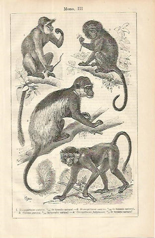 LAMINA ESPASA 8550: Especies de mono