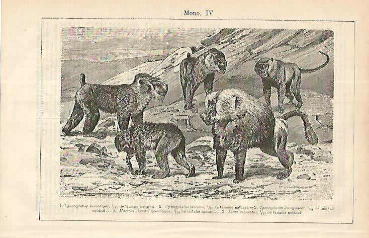 LAMINA ESPASA 8551: Diferentes especies de mono