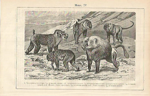 LAMINA ESPASA 8551: Diferentes especies de mono