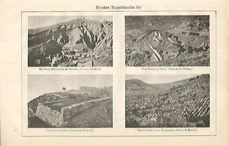 LAMINA ESPASA 8612: Repoblacion de montes